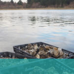 Cascumpec Bay Oyster Company