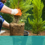 DNS Grasscutting & Landscaping Inc